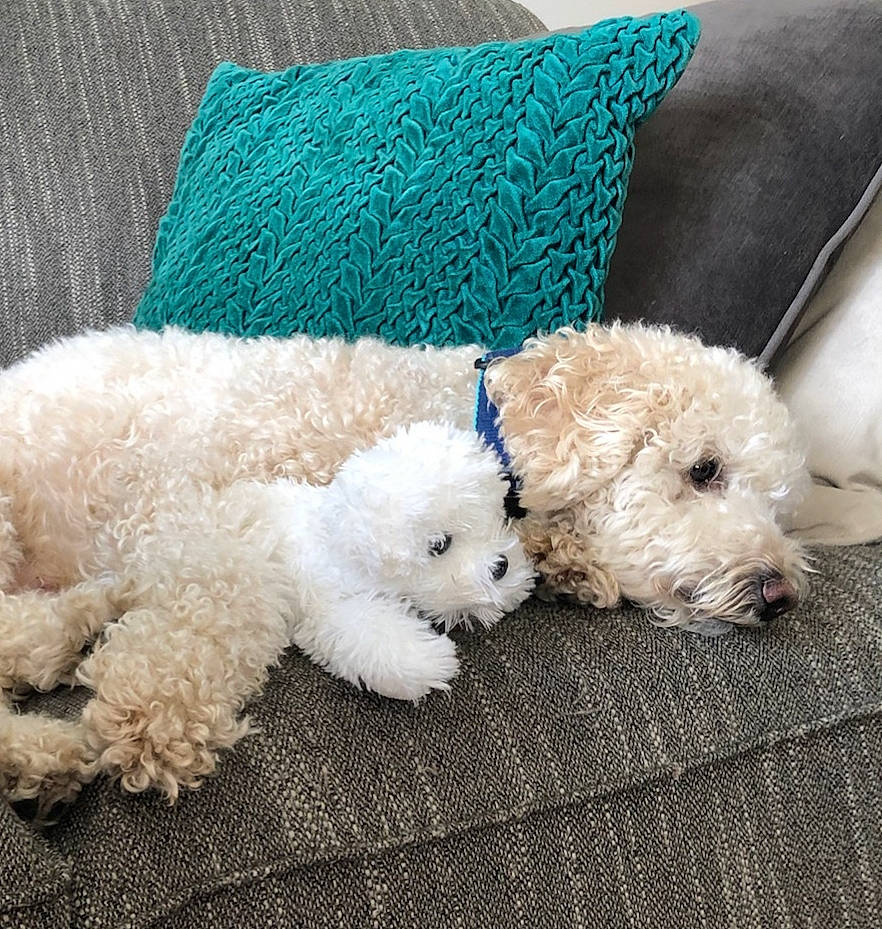 Kramer is registered to the contest to win money with this photo: bichon, bichon_frise, bolognese, bolonka, canidae, carnivore, companion_dog, dog, dog_breed, lagotto_romagnolo, maltepoo, maltese, mammal, non_sporting_group, puppy, rare_breed_dog, schnoodle, toy_dog, toy_poodle, vertebrate