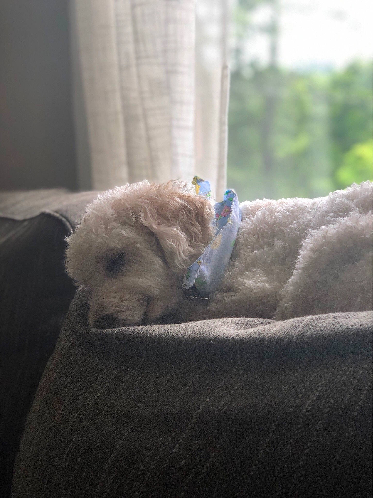 Kramer is registered to the contest to win money with this photo: canidae, carnivore, cat, comfort, felidae, furniture, kitten, maltese, nap, persian, shih_tzu, small_to_medium_sized_cats, tail, whiskers