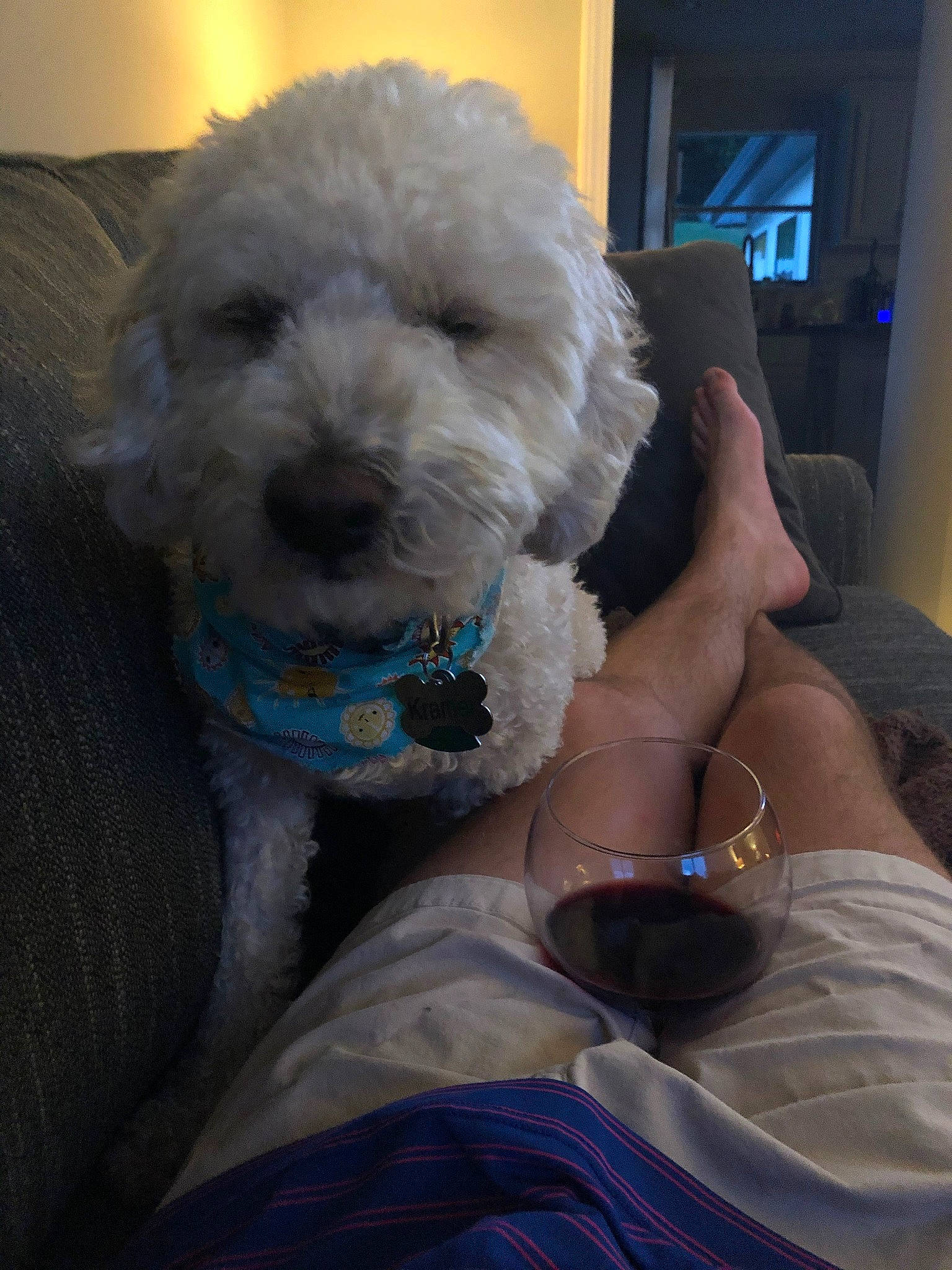 Kramer joined the competition — help win amazing prizes! bichon, bichon_frise, blue, canidae, carnivore, cockapoo, companion_dog, dog, dog_breed, maltepoo, maltese, mammal, miniature_poodle, non_sporting_group, poodle, poodle_crossbreed, schnoodle, toy_dog, toy_poodle, vertebrate