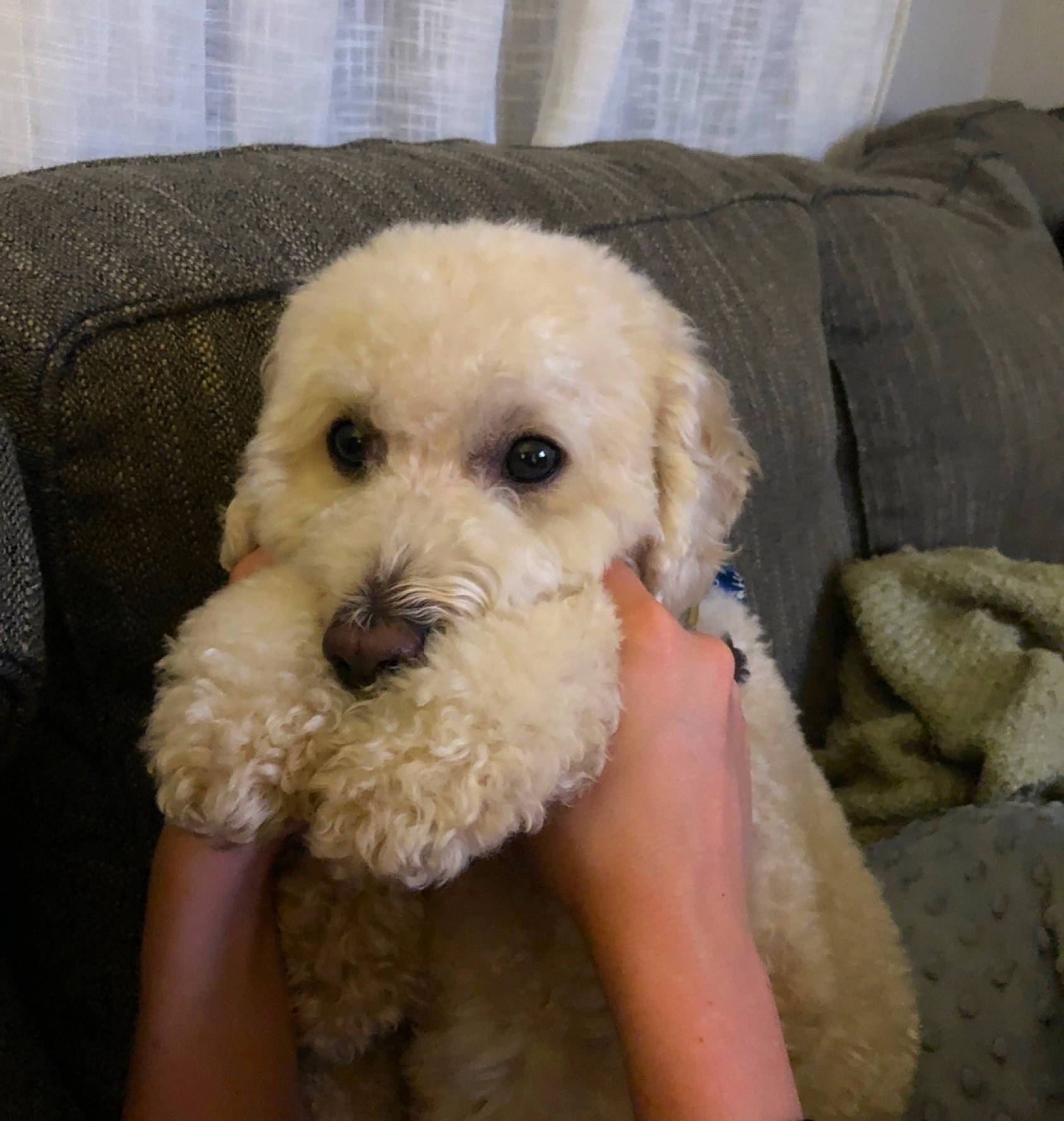 Kramer is registered to the contest to win money with this photo: canidae, carnivore, cockapoo, companion_dog, dog, dog_breed, goldendoodle, labradoodle, maltepoo, mammal, miniature_poodle, non_sporting_group, poodle, poodle_crossbreed, puppy, schnoodle, sporting_group, standard_poodle, toy_poodle, vertebrate