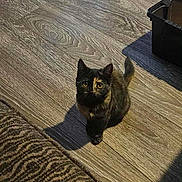 Bella participe au concours pour gagner de l'argent avec cette photo : kitten, cat, tortoiseshell, indoor, wooden_floor, rug, toy, ball, pet, small, curious, animal, domestic, flooring, furniture, home, looking_up, young, cozy, shadow