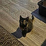 kitten, cat, tortoiseshell, indoor, wooden_floor, rug, toy, ball, pet, small, curious, animal, domestic, flooring, furniture, home, looking_up, young, cozy, shadow