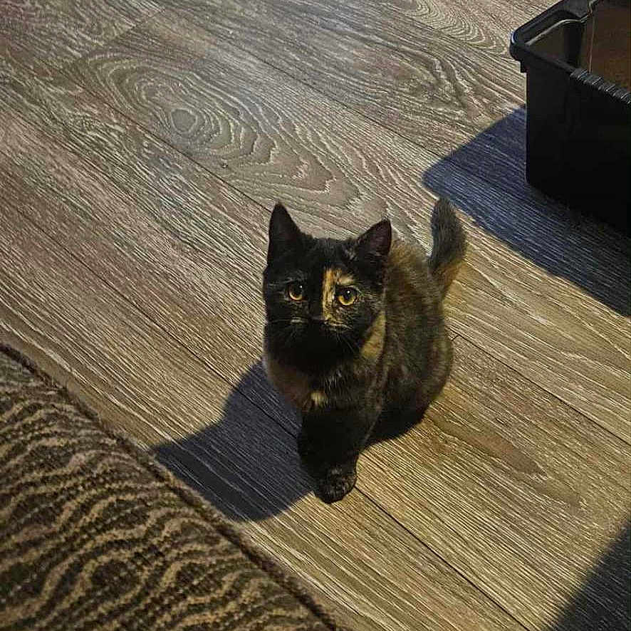 Bella participe au concours pour gagner de l'argent avec cette photo : animal, ball, cat, cozy, curious, domestic, flooring, furniture, home, indoor, kitten, looking_up, pet, rug, shadow, small, tortoiseshell, toy, wooden_floor, young