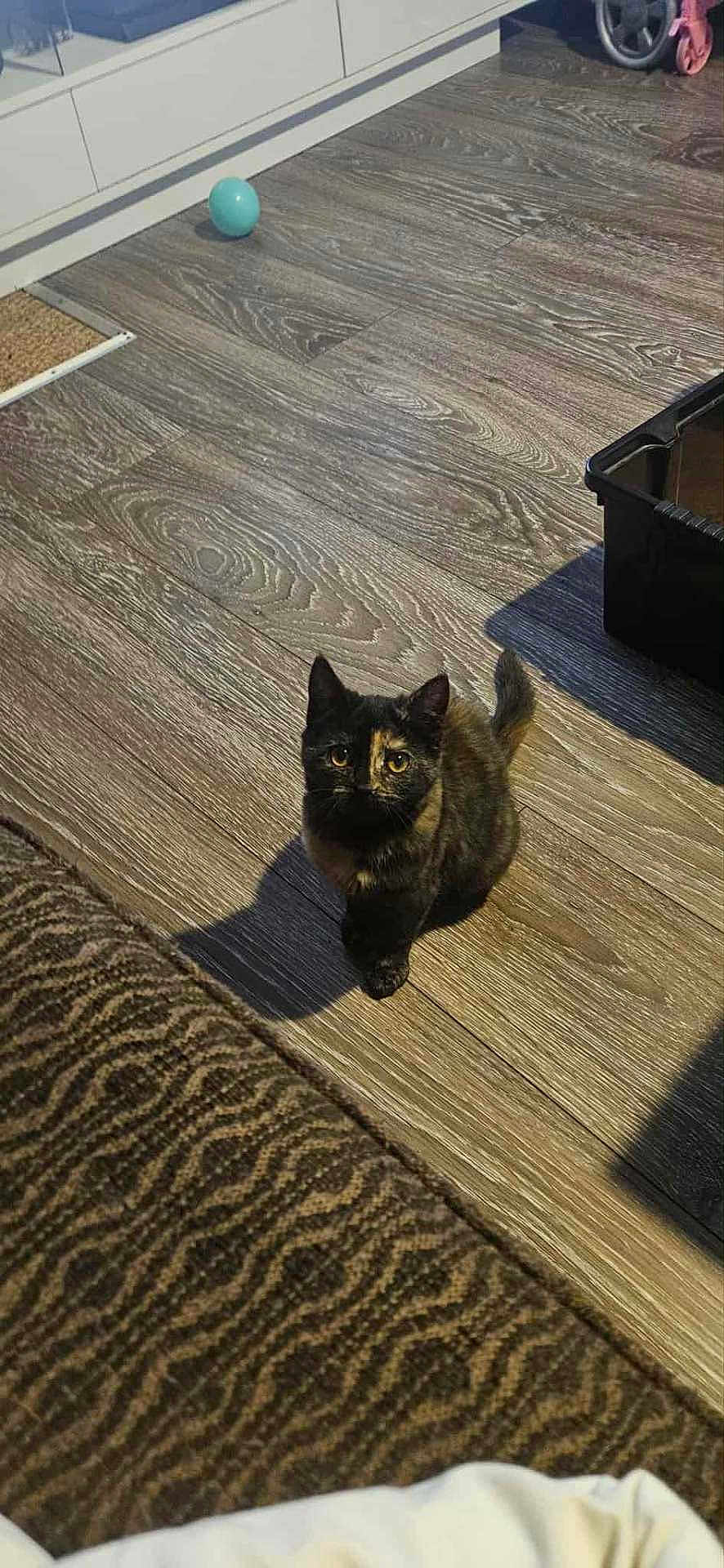 Bella participe au concours pour gagner de l'argent avec cette photo : kitten, cat, tortoiseshell, indoor, wooden_floor, rug, toy, ball, pet, small, curious, animal, domestic, flooring, furniture, home, looking_up, young, cozy, shadow