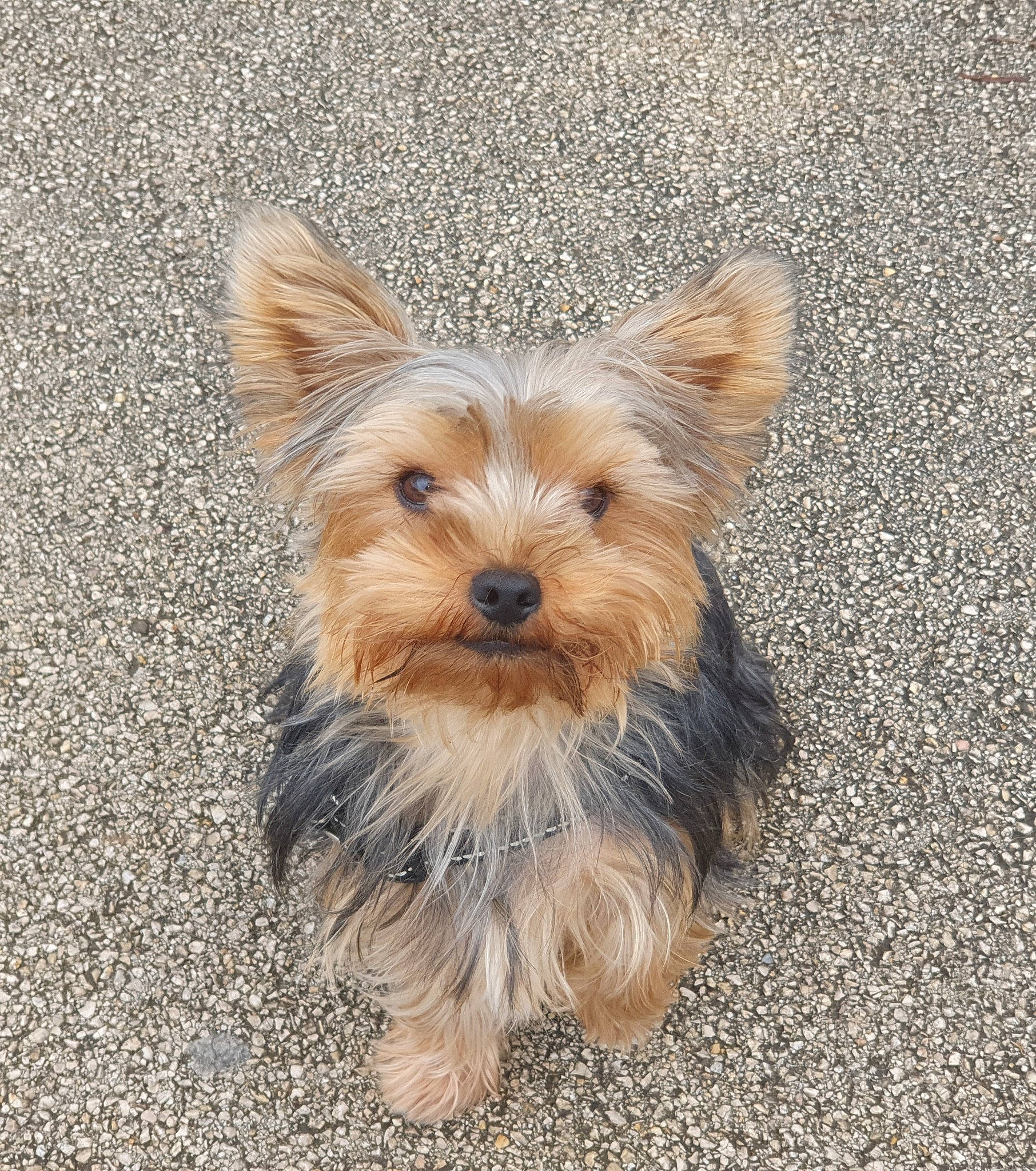 Ora a rejoint le concours — aidez-le/la à gagner de superbes lots ! asphalt, biewer_terrier, canidae, carnivore, companion_dog, dog, dog_breed, fashion_accessory, fawn, fur, non_sporting_group, puppy, small_terrier, snout, sporting_group, terrestrial_animal, terrier, toy_dog, working_animal, yorkipoo