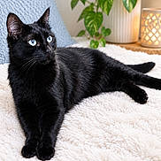 Yami a rejoint le concours — aidez-le/la à gagner de superbes lots ! cat, black_cat, blue_eyes, pet, feline, indoor, bed, blanket, cozy, houseplant, lantern, home_decor, relaxed, lying_down, long_tail, whiskers, pointed_ears, fur, portrait, animal_photography