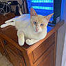 Harry a rejoint le concours — aidez-le/la à gagner de superbes lots ! cat, kitten, orange_and_white, blue_eyes, pet, animal, feline, whiskers, ears, pink_nose, lying_down, relaxed, portrait, indoor, wooden_dresser, furniture, blue_light, electronics, cables, home