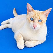 Harry participe au concours pour gagner de l'argent avec cette photo : cat, feline, pet, animal, portrait, blue_eyes, orange_and_white, cream_fur, short_hair, whiskers, pink_nose, pointed_ears, lying_down, crossed_paws, raised_tail, studio_photo, blue_background, closeup, looking_at_camera, adorable