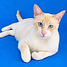 cat, feline, pet, animal, portrait, blue_eyes, orange_and_white, cream_fur, short_hair, whiskers, pink_nose, pointed_ears, lying_down, crossed_paws, raised_tail, studio_photo, blue_background, closeup, looking_at_camera, adorable