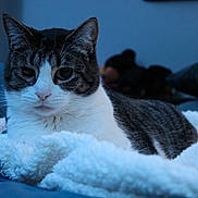 Popeye is registered to the contest to win money with this photo: cat, feline, pet, animal, tabby, white_fur, gray_fur, blanket, soft_texture, indoor, cozy, resting, fur, whiskers, closeup, portrait, bed, couch, relaxed, no_humans