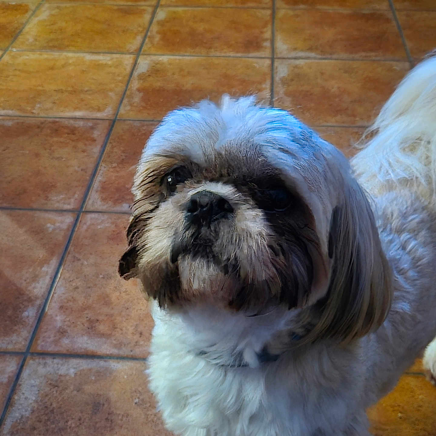 Randall a rejoint le concours — aidez-le/la à gagner de superbes lots ! animal, brown, canine, companion, curious, cute, dog, floor, fluffy, friendly, fur, house, indoor, looking_up, pet, shaggy, small_dog, standing, tile, white