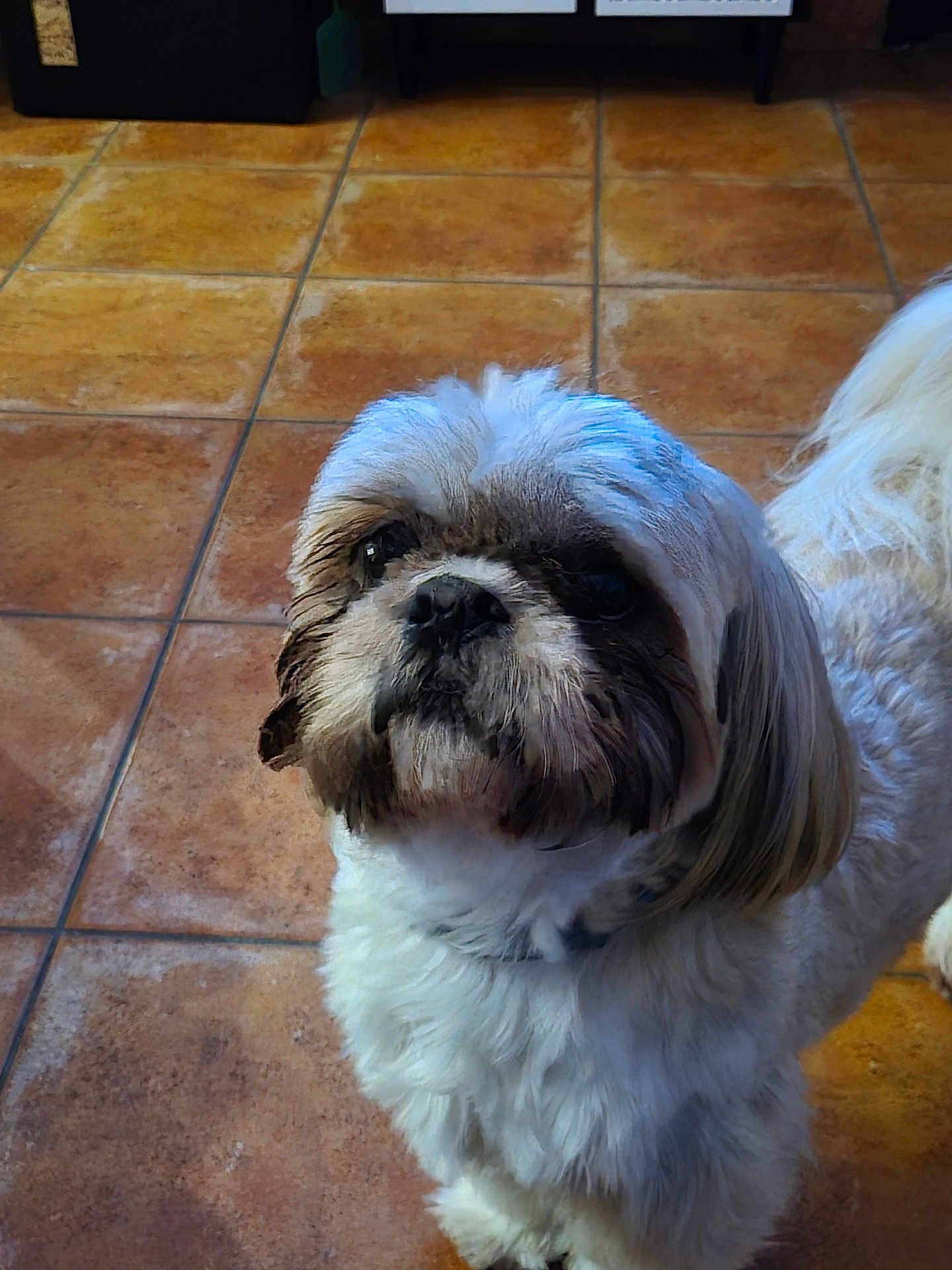 Randall a rejoint le concours — aidez-le/la à gagner de superbes lots ! animal, brown, canine, companion, curious, cute, dog, floor, fluffy, friendly, fur, house, indoor, looking_up, pet, shaggy, small_dog, standing, tile, white