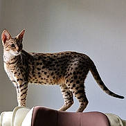 Princesse a rejoint le concours — aidez-le/la à gagner de superbes lots ! alert, animal, cat, chair, domestic, ears, fur, furniture, indoor, light, looking_away, mammal, pet, shadow, side_view, spotted, standing, tail, wall, whiskers