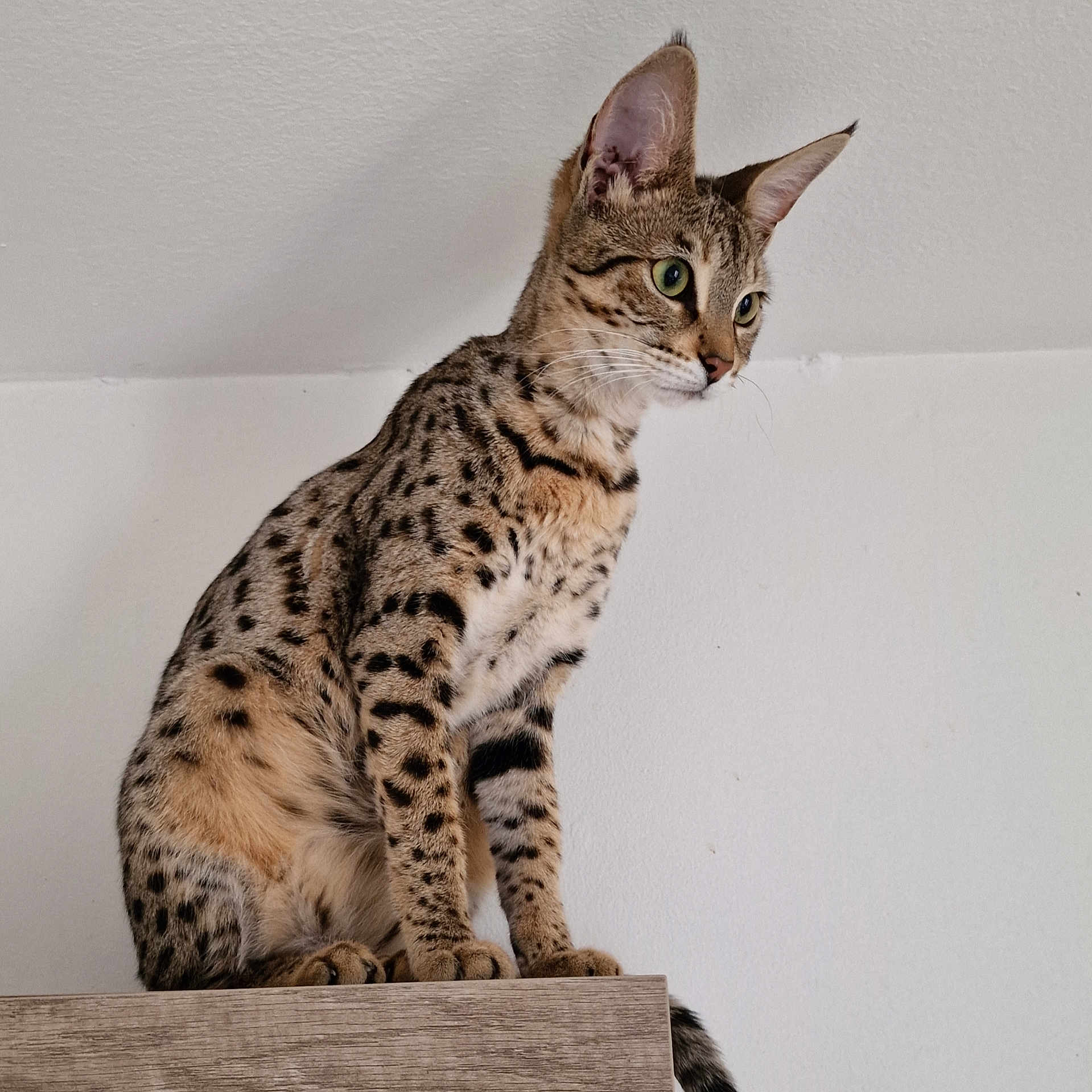 Princesse participe au concours pour gagner de l'argent avec cette photo : alert, animal, cat, close_up, domestic_cat, ears, feline, fur, green_eyes, indoor, looking_away, mammal, pet, quiet, side_view, sitting, spotted, striped, whiskers, wood_surface