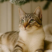 Lio participe au concours pour gagner de l'argent avec cette photo : cat, tabby, pet, feline, green_eyes, whiskers, fur, cozy, blanket, paws, portrait, close_up, indoor, soft_texture, pine_branch, frosted, holiday_vibe, shallow_depth_of_field, relaxed, mammal