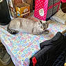 Shiloh joined the competition — help win amazing prizes! cat, table, tablecloth, flower_pattern, coffee_maker, box, bag, indoor, pet, animal, feline, relaxed, household_items, kitchen, colorful, pattern, domestic, resting, fur, eyes