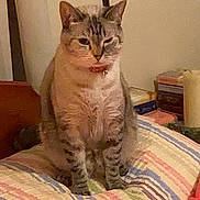 Shiloh joined the competition — help win amazing prizes! cat, tabby, pet, indoor, cushion, striped, collar, feline, sitting, bedroom, furniture, home, cozy, animal, cute, whiskers, ears, fur, relaxed, domestic