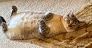 Shiloh joined the competition — help win amazing prizes! cat, feline, pet, lying_down, carpet, indoor, relaxed, fluffy, striped_fur, collar, animal, cute, domestic, whiskers, ears, paws, home, floor, resting, looking_at_camera