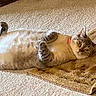 cat, feline, pet, lying_down, carpet, indoor, relaxed, fluffy, striped_fur, collar, animal, cute, domestic, whiskers, ears, paws, home, floor, resting, looking_at_camera