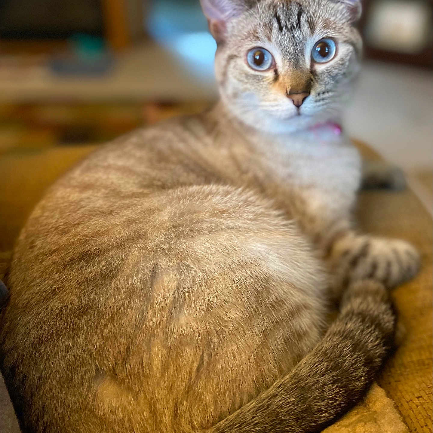 Shiloh joined the competition — help win amazing prizes! cat, blue_eyes, feline, fur, lounging, indoor, domestic_animal, pet, close_up, animal, whiskers, tail, relaxed, cozy, soft_texture, portrait, mammal, cute, curious, focused