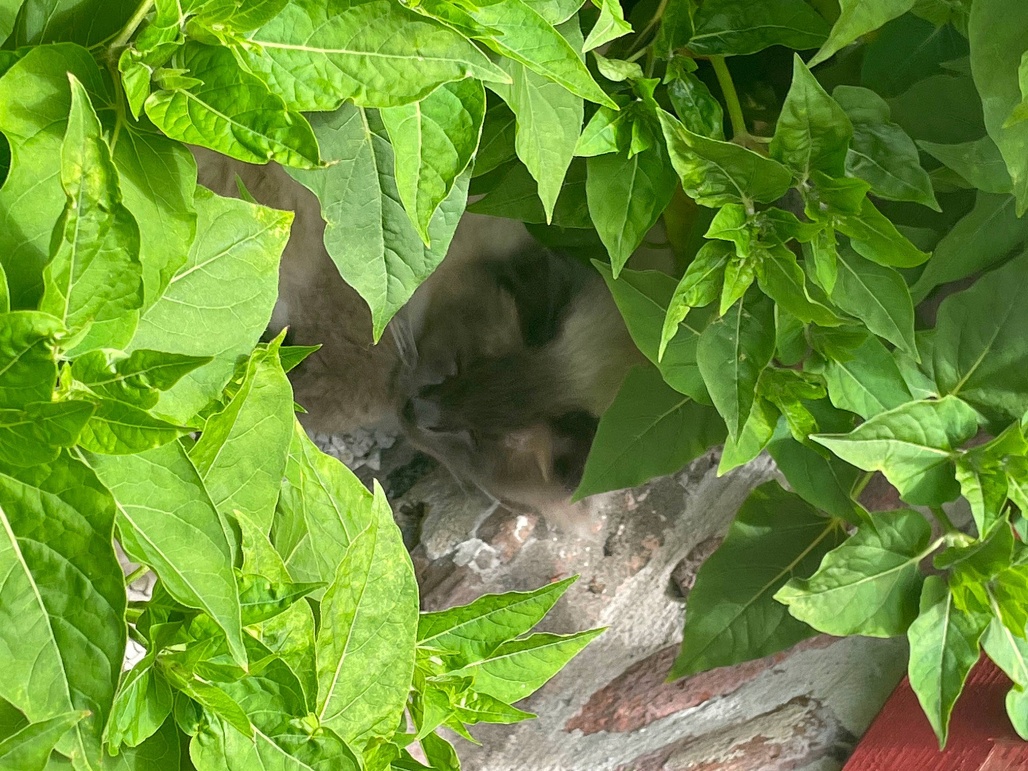 El Boy a rejoint le concours — aidez-le/la à gagner de superbes lots ! adaptation, annual_plant, carnivore, flowering_plant, fur, grass, groundcover, herb, jungle, leaf, plant, snout, terrestrial_animal, wildlife