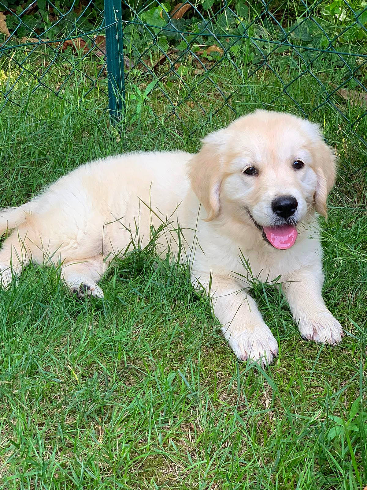 Neige a rejoint le concours — aidez-le/la à gagner de superbes lots ! canidae, carnivore, companion_dog, dog, dog_breed, fawn, fence, fur, golden_retriever, grass, gun_dog, livestock_guardian_dog, plant, polish_tatra_sheepdog, snout, sporting_group, tail, terrestrial_animal, working_animal, working_dog