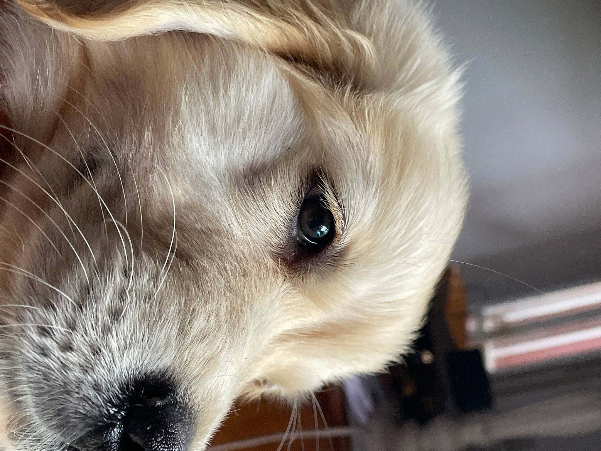 Neige a rejoint le concours — aidez-le/la à gagner de superbes lots ! carnivore, close_up, collar, companion_dog, dog, dog_breed, eyelash, fang, fawn, fur, german_spitz, japanese_spitz, paw, snout, spitz, sporting_group, toy_dog, volpino_italiano, whiskers, working_animal