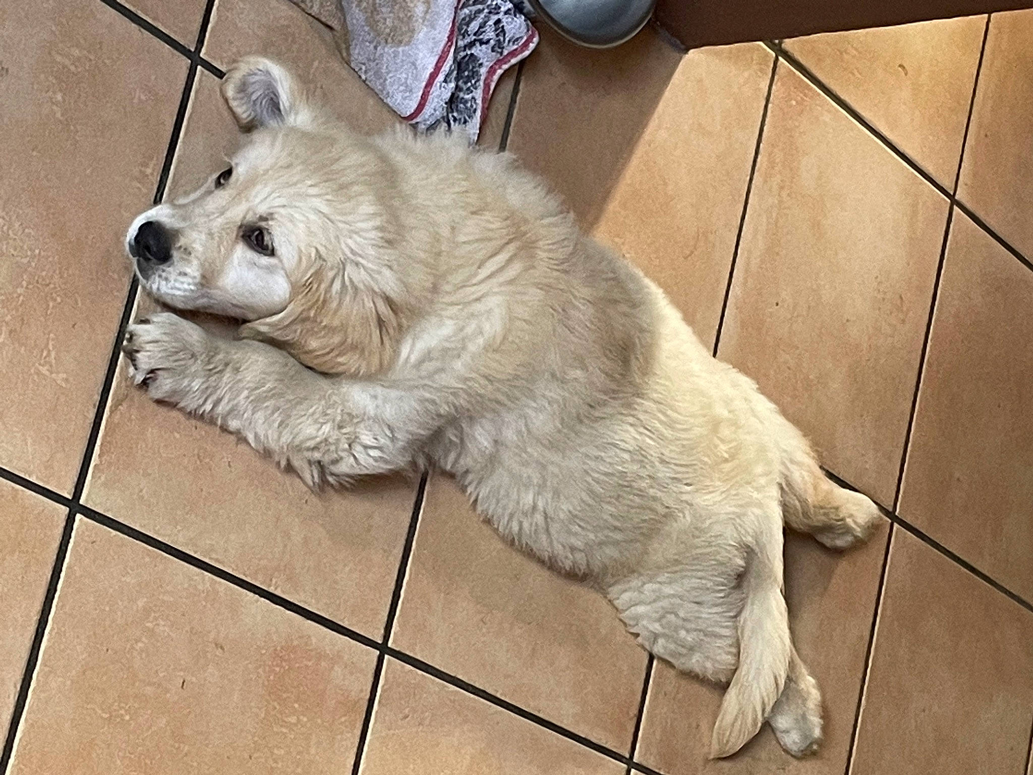 Neige a rejoint le concours — aidez-le/la à gagner de superbes lots ! bear, canidae, carnivore, claw, companion_dog, dog_breed, fawn, felidae, flooring, fur, paw, polar_bear, snout, sporting_group, tail, terrestrial_animal, tile_flooring, whiskers, wildlife, working_animal