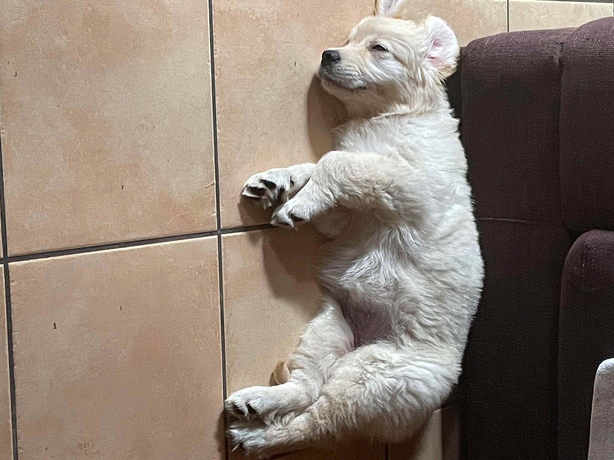 Neige a rejoint le concours — aidez-le/la à gagner de superbes lots ! art, carnivore, chair, claw, companion_dog, dog, dog_breed, fawn, felidae, fur, paw, sculpture, small_to_medium_sized_cats, snout, tail, terrestrial_animal, toy, whiskers, wood, working_animal