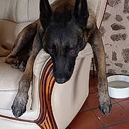 Picsou a rejoint le concours — aidez-le/la à gagner de superbes lots ! dog, armchair, leather, brown, black, pet, indoors, floor, tile_floor, water_bowl, stone_wall, relaxed, resting, furniture, canine, large_dog, ears, paws, home, comfort