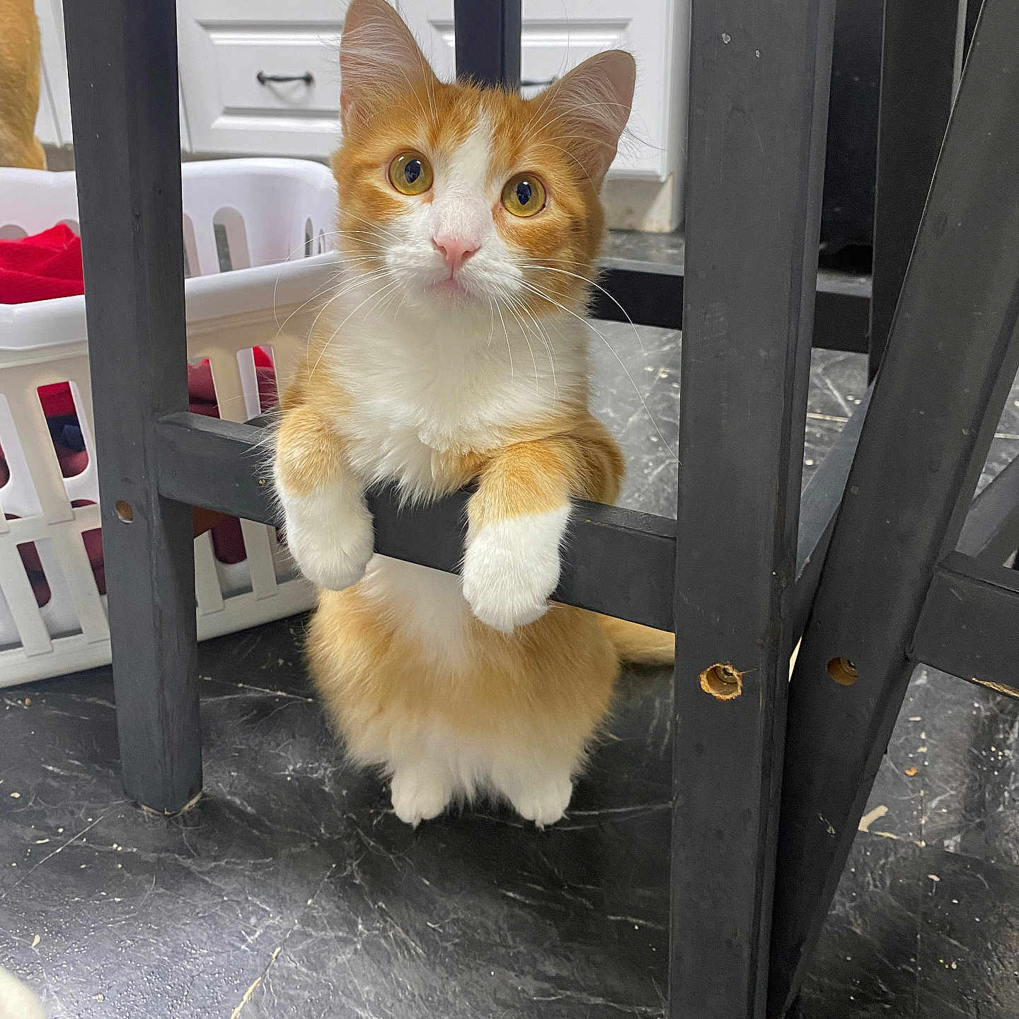 Tigie is registered to the contest to win money with this photo: animal, black_floor, cabinet, cat, chair, curious, cute, floor, furniture, indoor, kitchen, kitten, laundry_basket, looking_up, orange_and_white, paws, pet, playful, whiskers, wooden