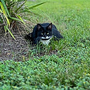 Smudge joined the competition — help win amazing prizes! cat, black_and_white, grass, outdoor, nature, animal, feline, greenery, plant, crouching, eyes, whiskers, face, predator, focus, leaf, ground, stalk, alert, cute