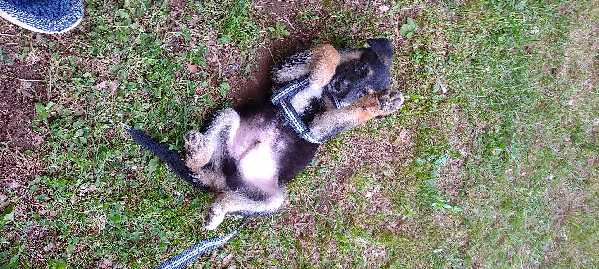 Damien joined the competition — help win amazing prizes! canidae, carnivore, companion_dog, dog, dog_breed, fawn, grass, paw, plant, puppy, snout, sporting_group, tail, terrestrial_animal, working_dog