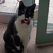Palette a rejoint le concours — aidez-le/la à gagner de superbes lots ! animal, black_and_white, bow_tie, carpet, cat, curious, cute, domestic_cat, door, ears, feline, floor, glass_door, indoor, looking, pet, portrait, sitting, whiskers, yellow_eyes