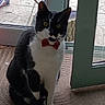 animal, black_and_white, bow_tie, carpet, cat, cute, domestic_cat, door, ears, feline, floor, glass_door, indoor, looking, pet, portrait, red_bow_tie, sitting, whiskers, yellow_eyes