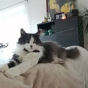 Bounty participe au concours pour gagner de l'argent avec cette photo : animal, blanket, cabinet, cat, collar, cozy, cute, domestic_animal, fluffy, furniture, gray_and_white, home, indoor, mammal, natural_light, pet, plant, relaxed, resting, window