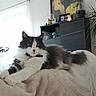 animal, blanket, cabinet, cat, collar, cozy, cute, domestic_animal, fluffy, furniture, gray_and_white, home, indoor, mammal, natural_light, pet, plant, relaxed, resting, window