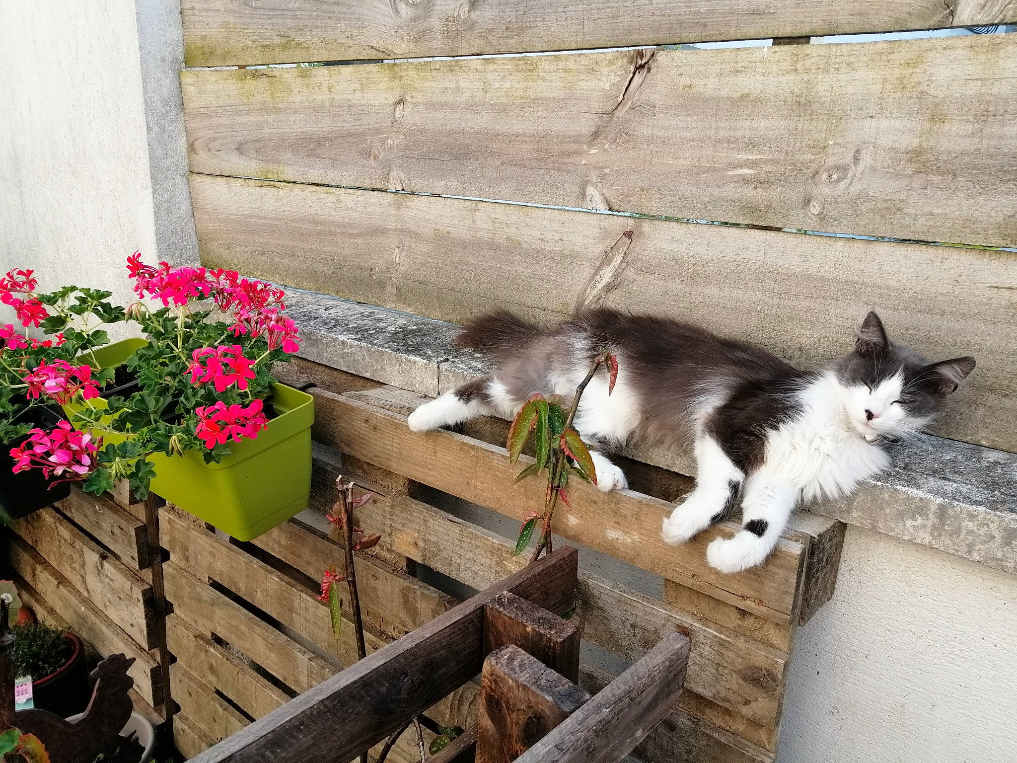 Bounty a rejoint le concours — aidez-le/la à gagner de superbes lots ! aegean_cat, carnivore, cat, domestic_short_haired_cat, european_shorthair, felidae, flower, flowerpot, herbaceous_plant, kitten, norwegian_forest_cat, plant, polydactyl_cat, small_to_medium_sized_cats, whiskers