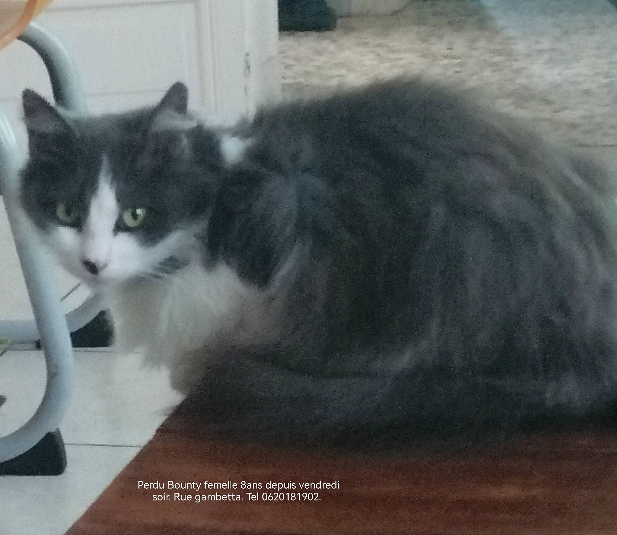 Bounty participe au concours pour gagner de l'argent avec cette photo : carnivore, cat, cat_supply, domestic_short_haired_cat, felidae, flooring, fur, paw, pet_supply, photo_caption, small_to_medium_sized_cats, snout, tail, terrestrial_animal, whiskers, window