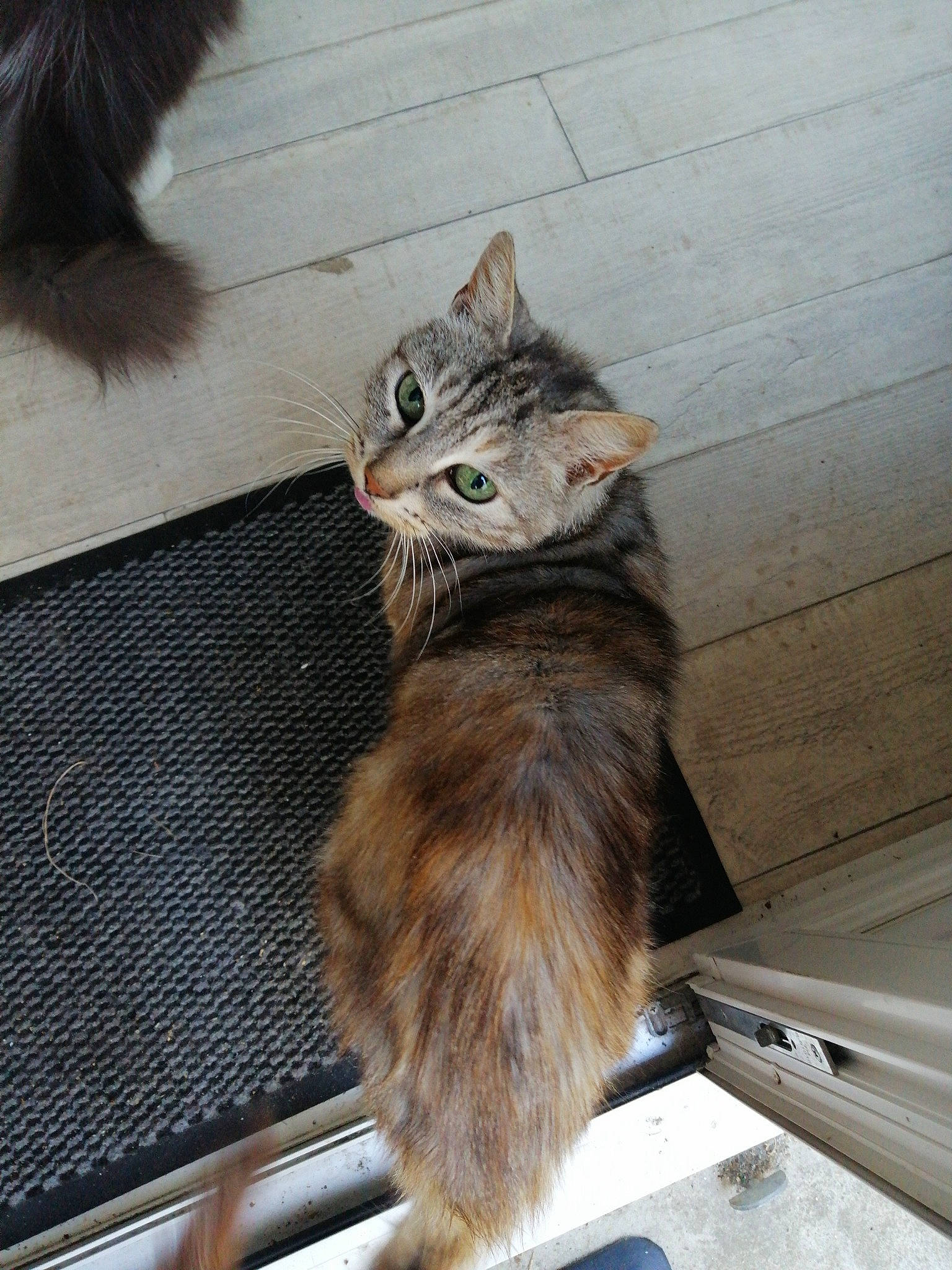 Tartiflette participe au concours pour gagner de l'argent avec cette photo : aegean_cat, american_curl, asian, carnivore, cat, cymric, domestic_long_haired_cat, domestic_short_haired_cat, european_shorthair, felidae, fur, kitten, maine_coon, mammal, norwegian_forest_cat, siberian, small_to_medium_sized_cats, tabby_cat, tail, whiskers