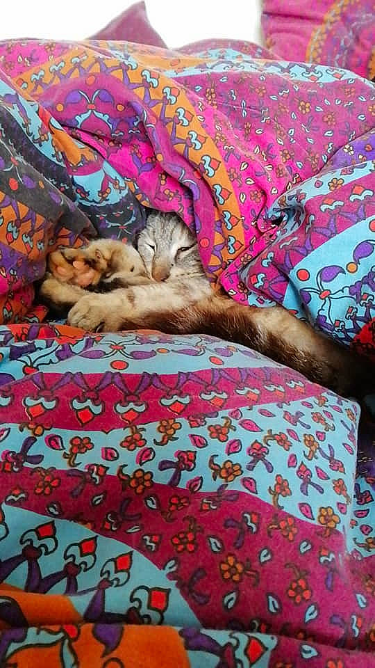 Tartiflette participe au concours pour gagner de l'argent avec cette photo : art, bed, bed_sheet, bedding, bedroom, blanket, carnivore, cat, felidae, furniture, kitten, linens, magenta, nap, pink, quilt, room, small_to_medium_sized_cats, textile, whiskers