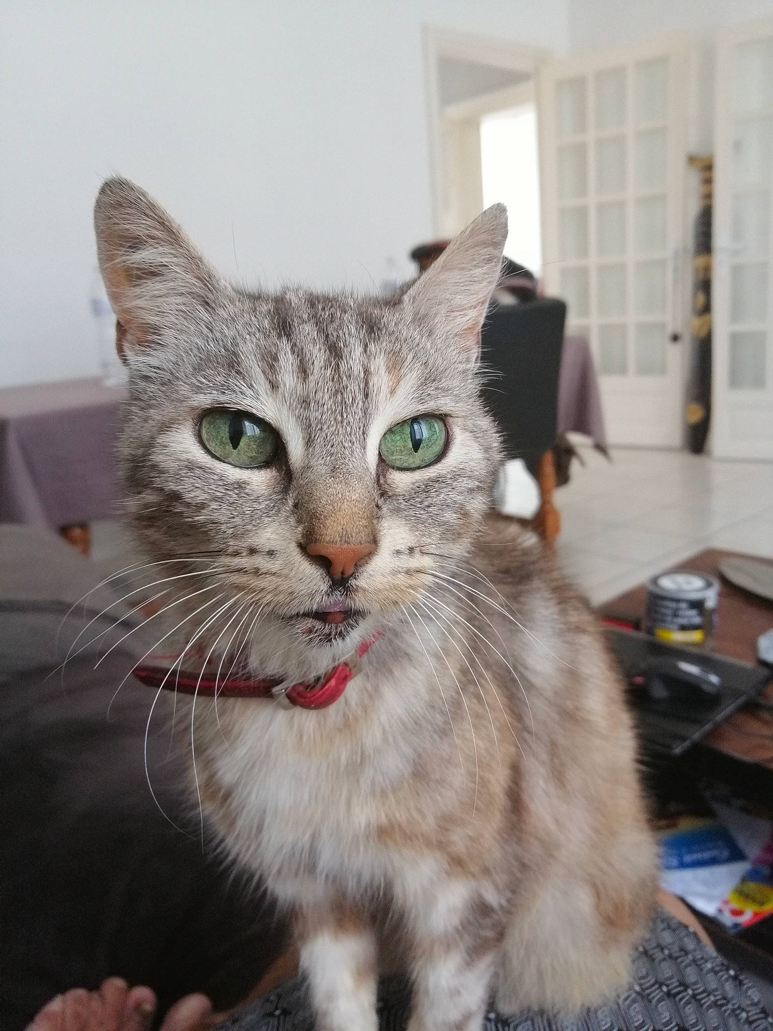 Tartiflette a rejoint le concours — aidez-le/la à gagner de superbes lots ! aegean_cat, american_shorthair, american_wirehair, asian, australian_mist, carnivore, cat, domestic_short_haired_cat, dragon_li, european_shorthair, eye, fawn, felidae, kitten, mammal, ojos_azules, small_to_medium_sized_cats, tabby_cat, vertebrate, whiskers