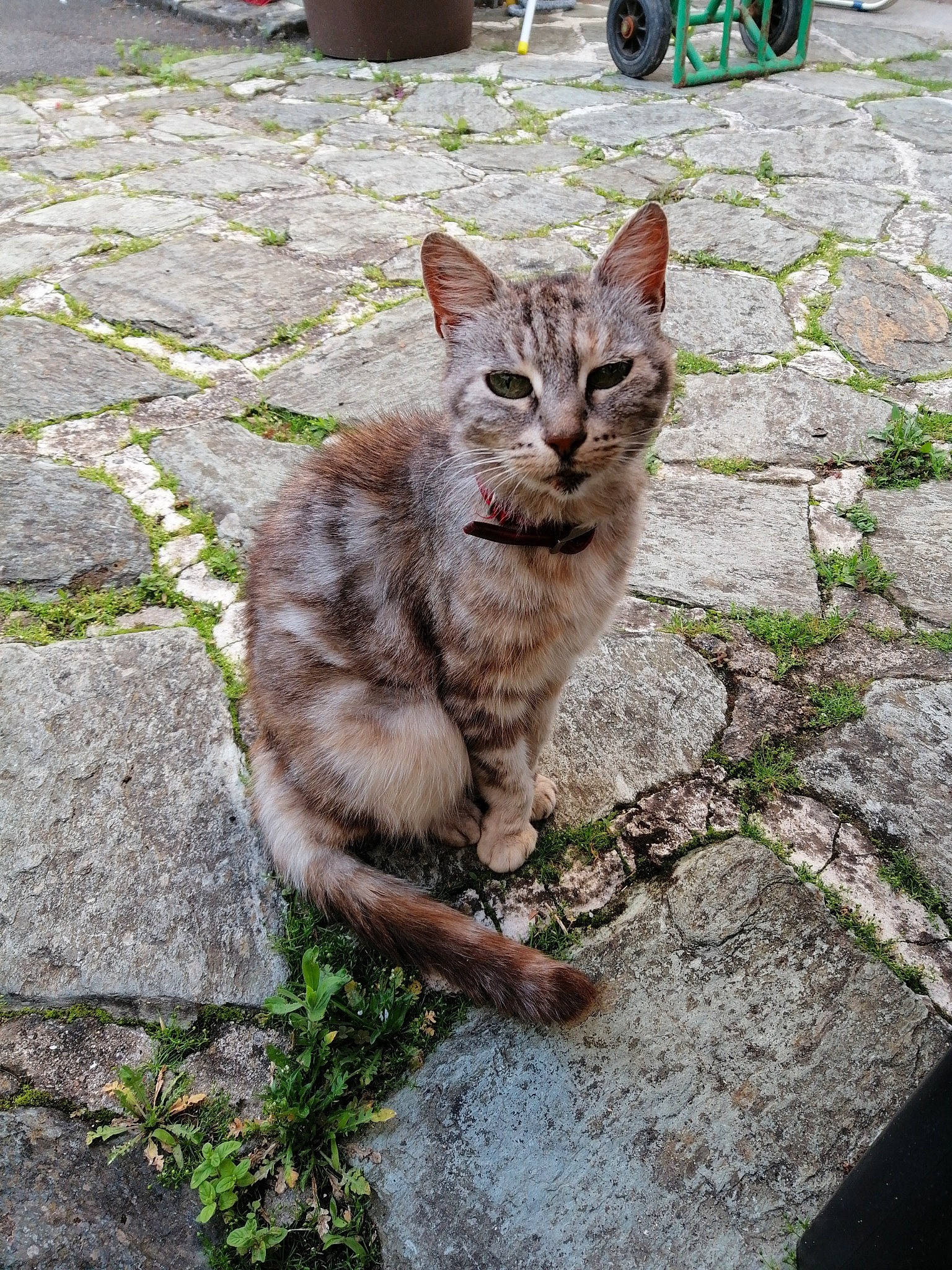Tartiflette a rejoint le concours — aidez-le/la à gagner de superbes lots ! aegean_cat, asian, carnivore, cat, domestic_short_haired_cat, dragon_li, european_shorthair, fawn, felidae, german_rex, grass, kitten, mammal, ojos_azules, sitting, small_to_medium_sized_cats, tabby_cat, tree, whiskers, wild_cat