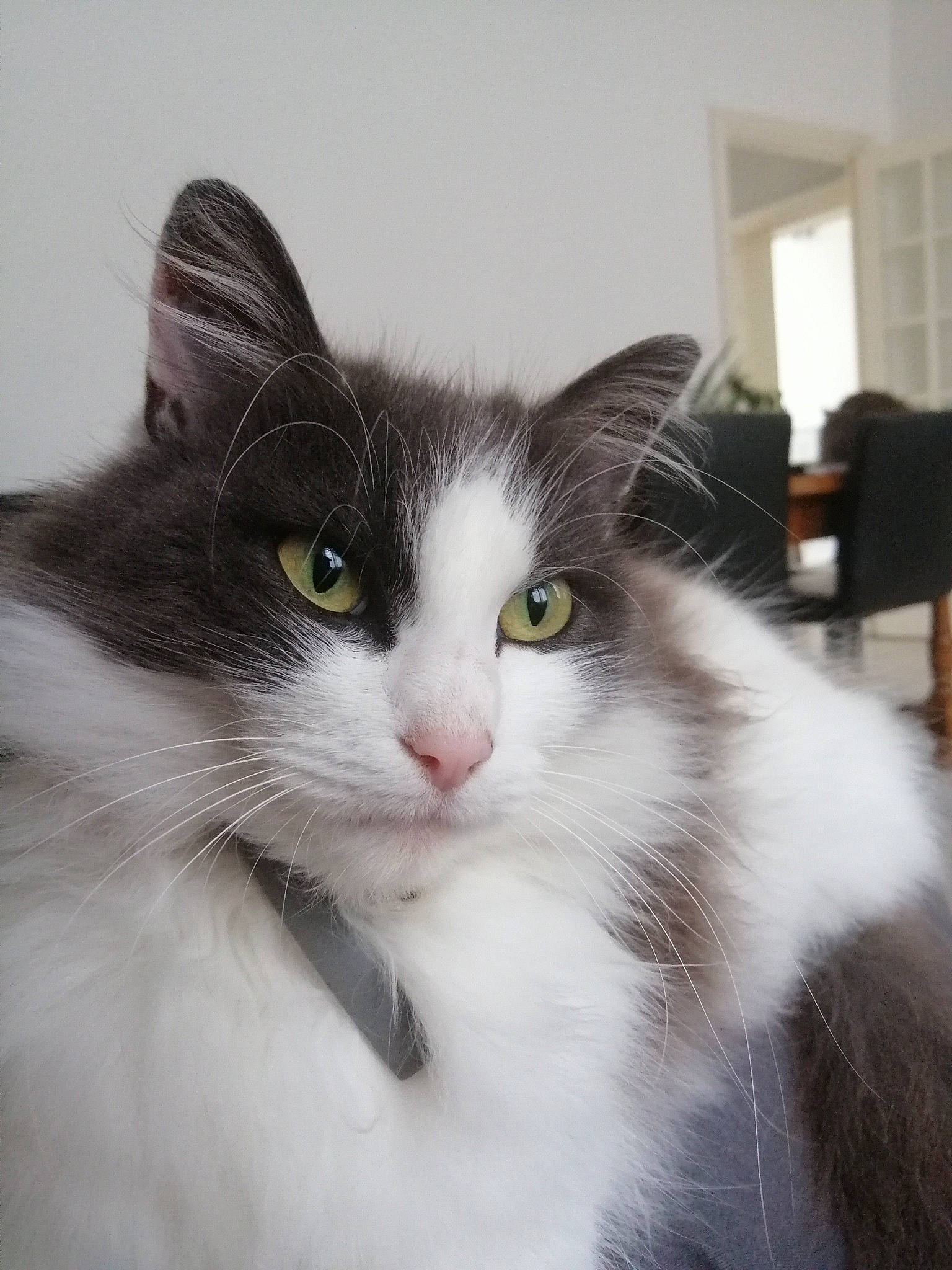 Ninja participe au concours pour gagner de l'argent avec cette photo : carnivore, cat, curious, domestic_short_haired_cat, eye, felidae, fur, iris, paw, plant, small_to_medium_sized_cats, snout, tail, terrestrial_animal, whiskers, window