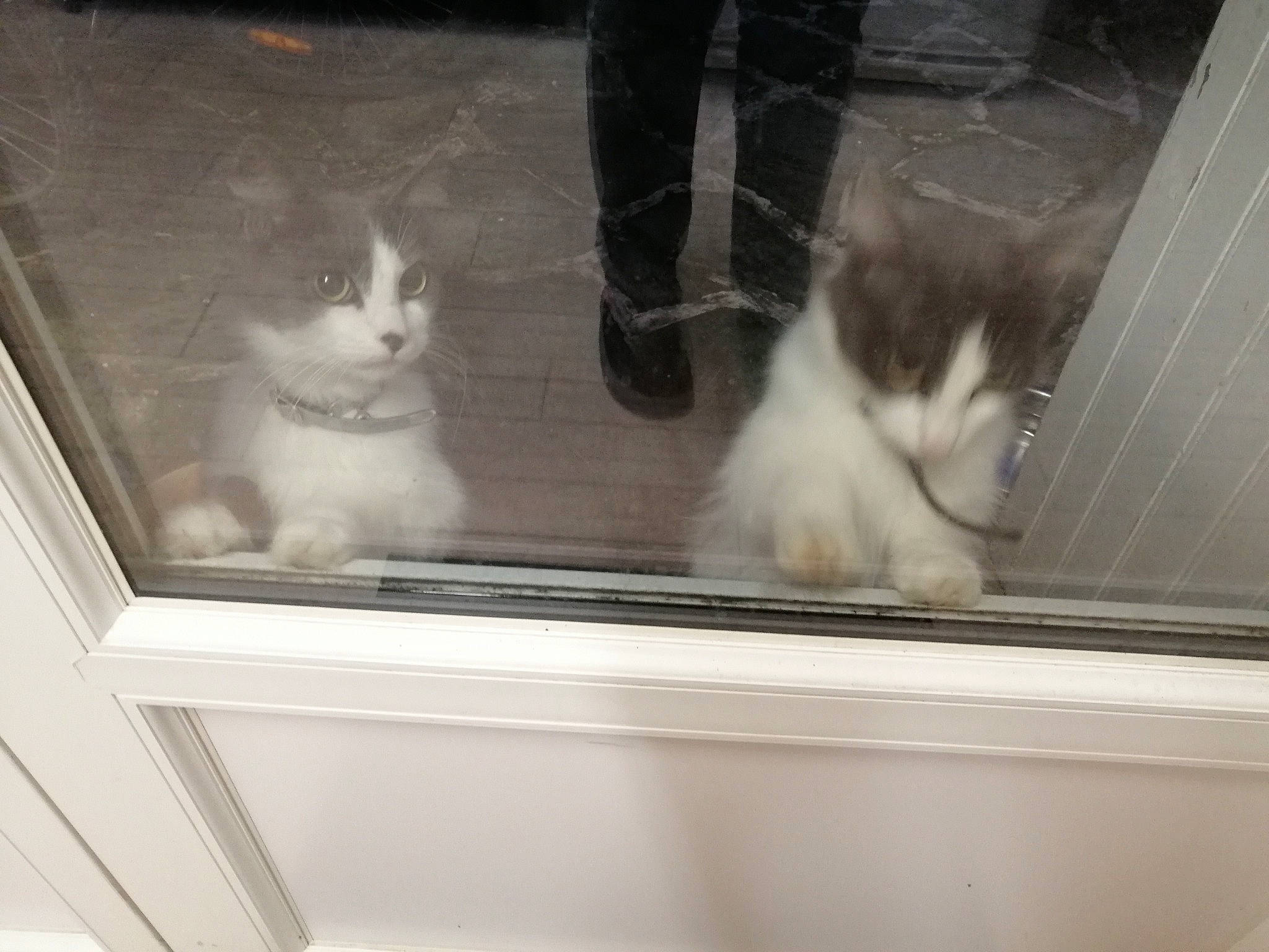 Ninja a rejoint le concours — aidez-le/la à gagner de superbes lots ! aegean_cat, american_curl, animal_shelter, black_and_white, carnivore, cat, domestic_long_haired_cat, domestic_short_haired_cat, european_shorthair, felidae, fur, kitten, norwegian_forest_cat, persian, polydactyl_cat, small_to_medium_sized_cats, tail, turkish_angora, turkish_van, whiskers