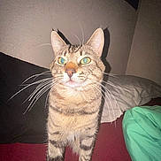 Ash is registered to the contest to win money with this photo: cat, tabby_cat, bed, blanket, pillow, indoor, pet, animal, whiskers, feline, fur, stripe, green_eyes, curious, standing, flash, shadow, wall, domestic, closeup