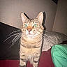 cat, tabby_cat, bed, blanket, pillow, indoor, pet, animal, whiskers, feline, fur, stripe, green_eyes, curious, standing, flash, shadow, wall, domestic, closeup