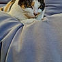 cat, calico, pet, animal, feline, resting, cushion, blue, soft, comfort, sunlight, whiskers, ears, closeup, relaxed, domestic, fur, outdoor, quiet, nature