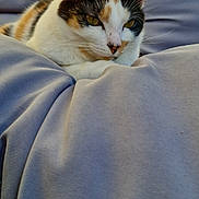 Tequila participe au concours pour gagner de l'argent avec cette photo : cat, calico, pet, animal, feline, resting, cushion, blue, soft, comfort, sunlight, whiskers, ears, closeup, relaxed, domestic, fur, outdoor, quiet, nature
