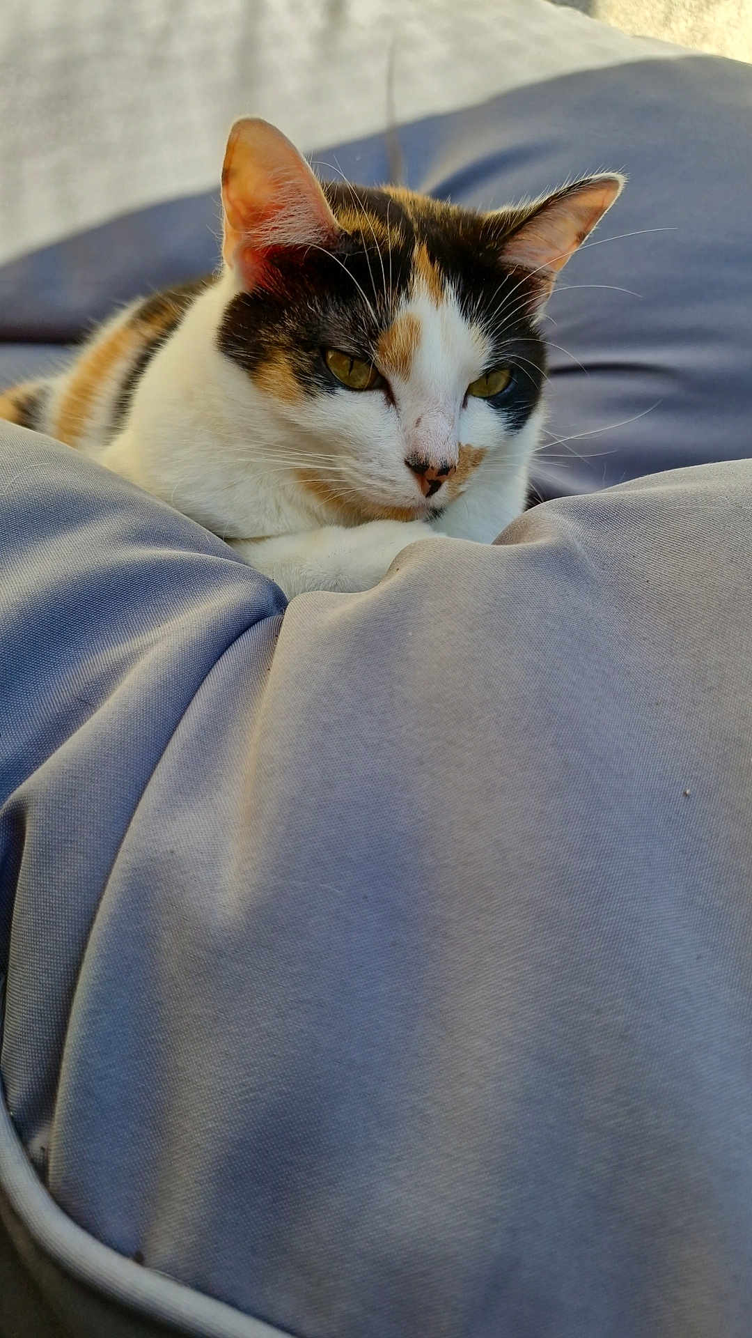 Tequila participe au concours pour gagner de l'argent avec cette photo : cat, calico, pet, animal, feline, resting, cushion, blue, soft, comfort, sunlight, whiskers, ears, closeup, relaxed, domestic, fur, outdoor, quiet, nature